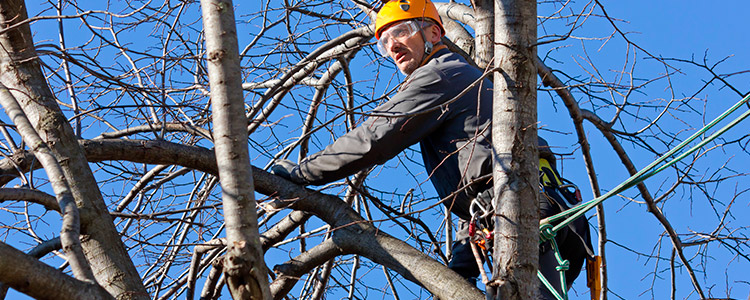 How Do I Know When To Fertilize My Trees?